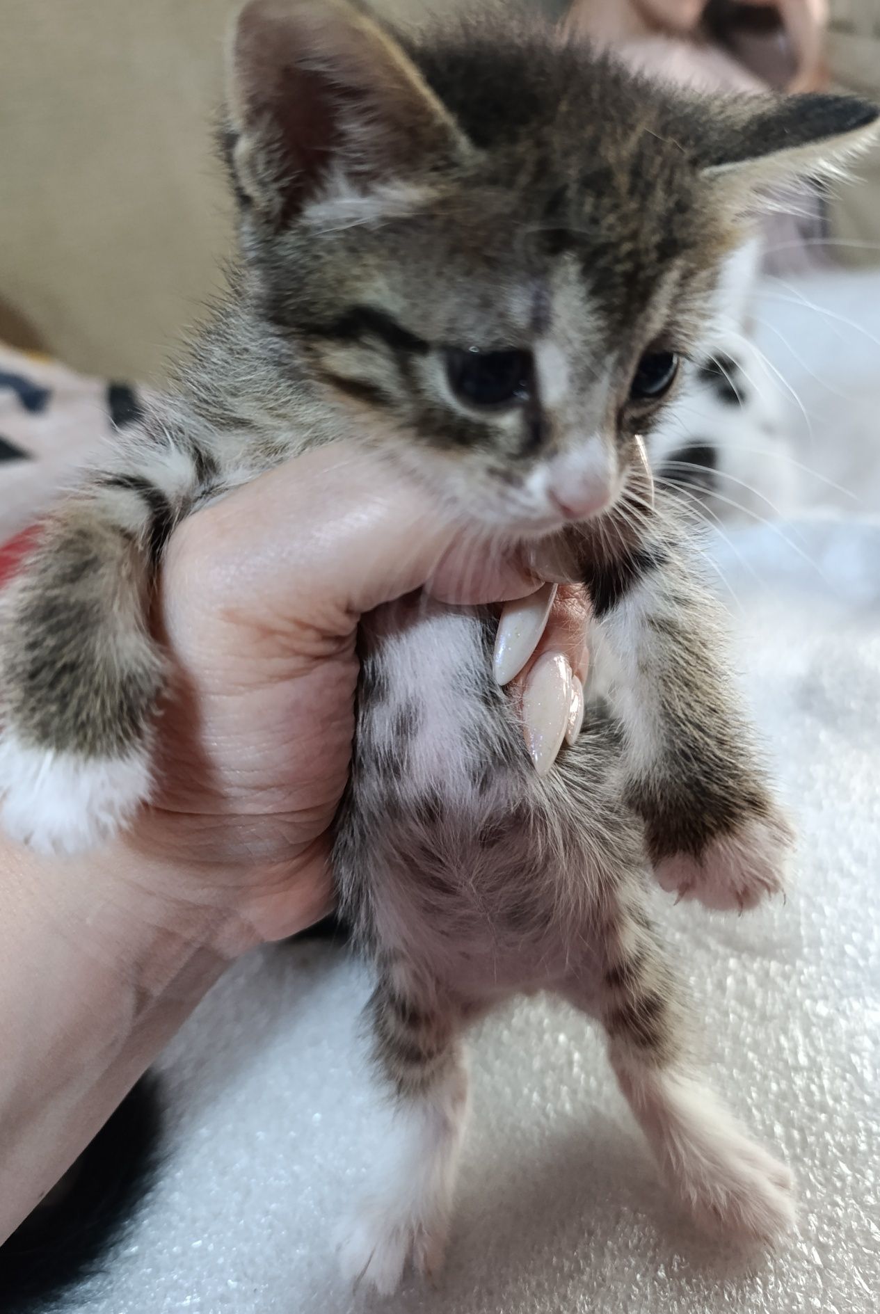 Котятки ищут дом