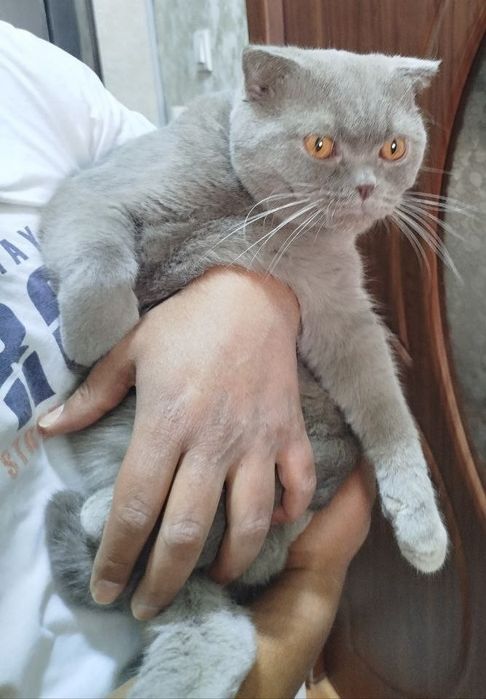 Skotish fold oʻgʻil bola