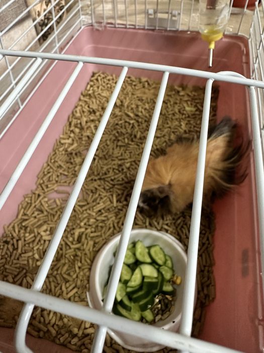 Морская свинка (5-6 месяцев)