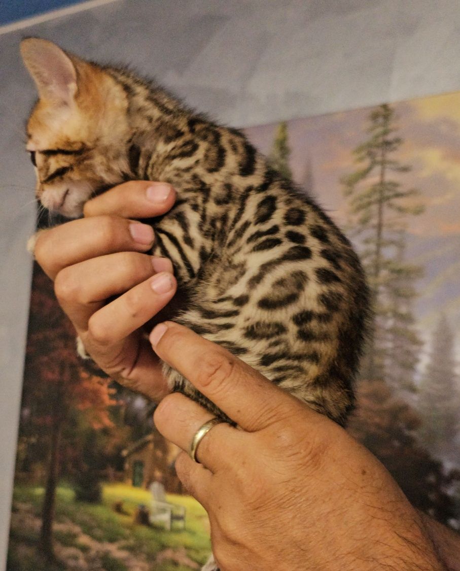 Bengal cu pedigree din felisa autorizata.