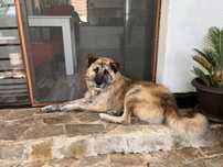 Donez catel cuminte si jucaus