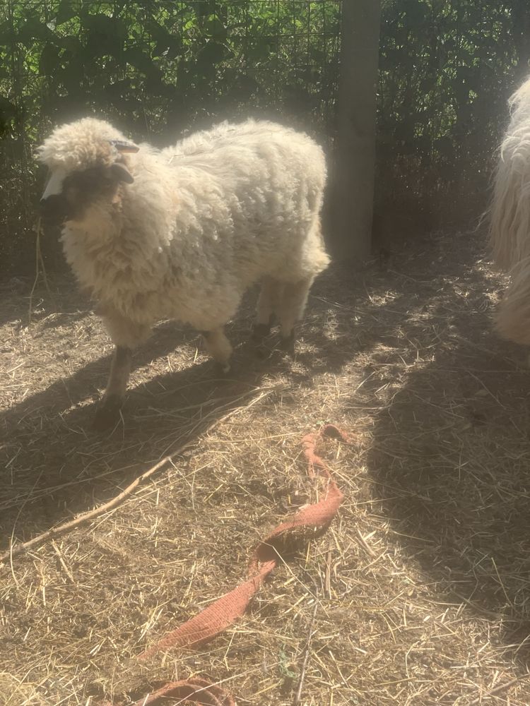 Vând doua oi un berbec si trei miei