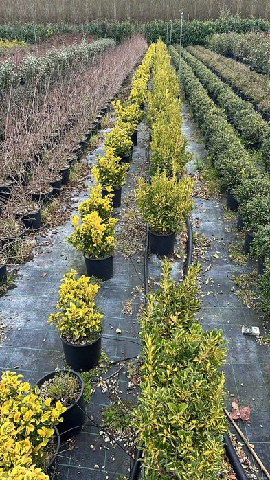 Evounymous oferte de primavara