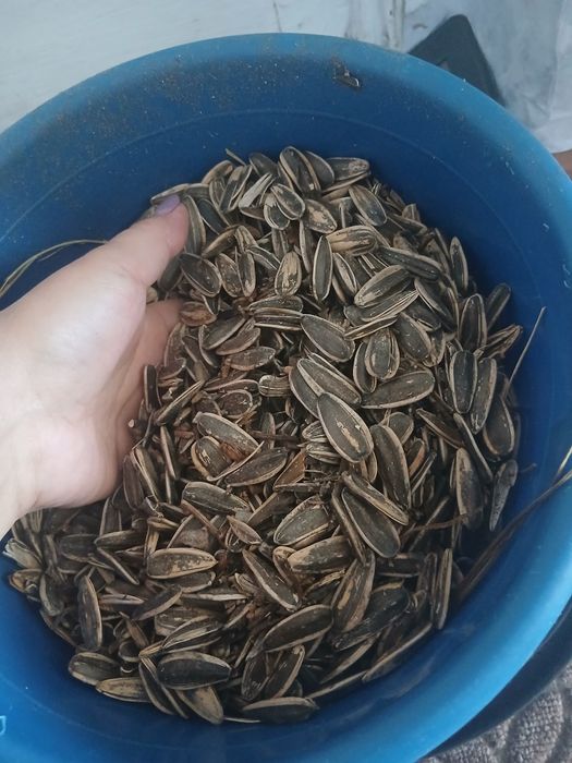 Продам семечки.Крупные.