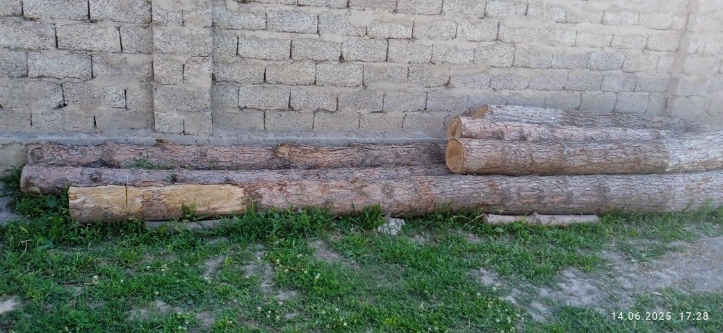 Сосна-арча тусинлари сотилади