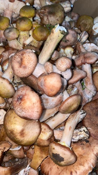 ghebe proaspete de vanzare