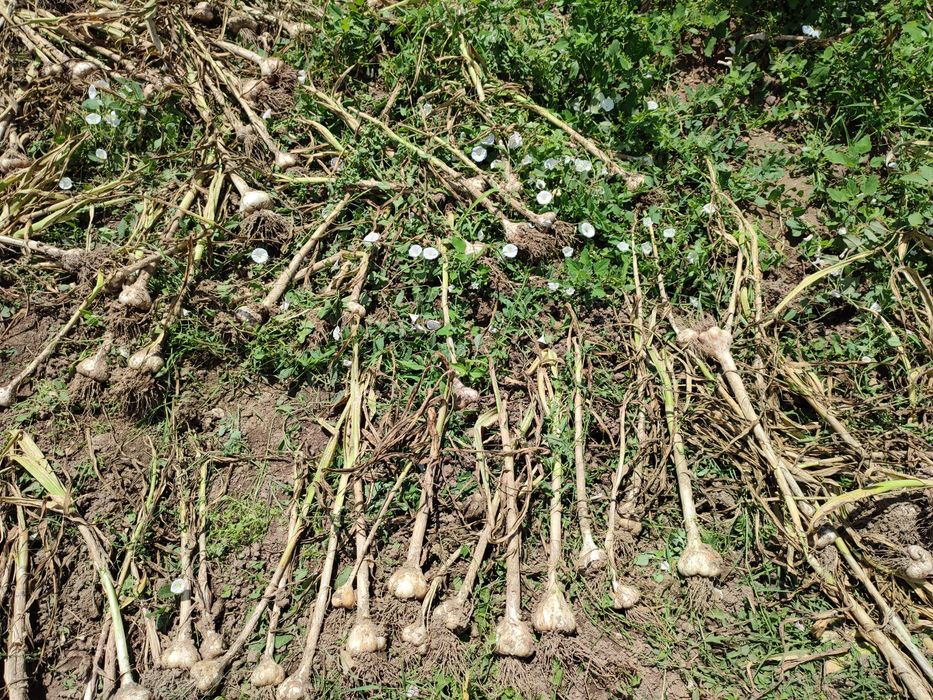 Есенен Български чесън