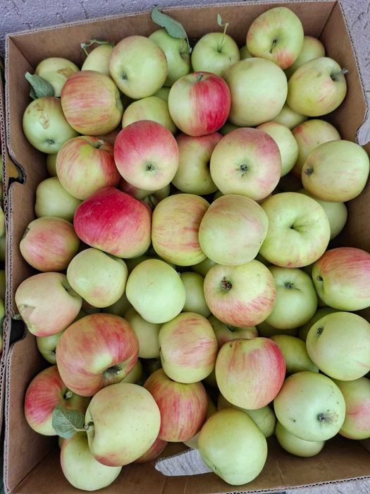 Vând mere bio, culese astăzi, 100% naturale.