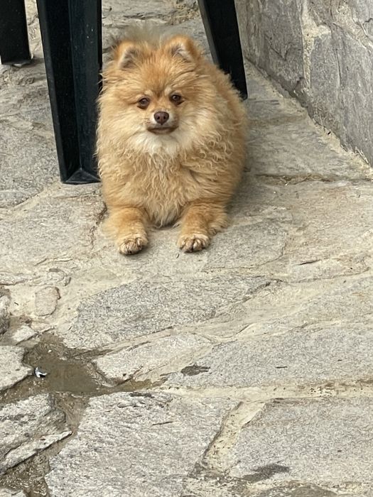 Кучета померани и много игриви