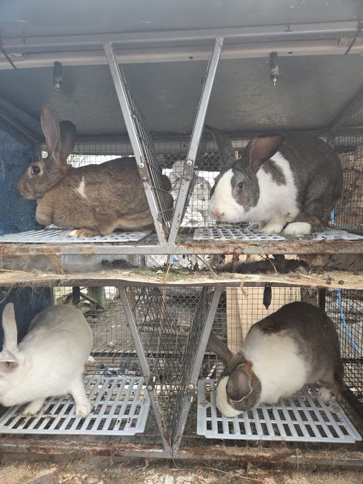 Vand iepuri viu/carcasa