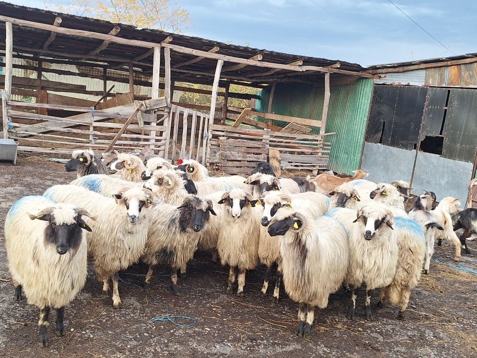 Vand 20 de oi tinere