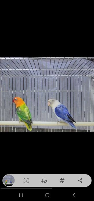 Nerazluchka Maska Lutina Paralar Неразлучники Маска Лутина Пари