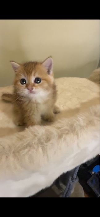 Продается котенок мальчик британец