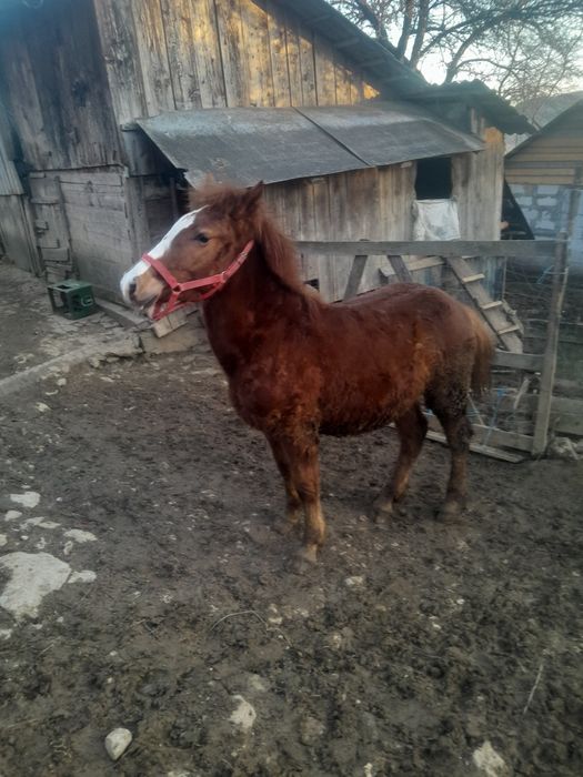 Vând manz de 1 an și 3luni