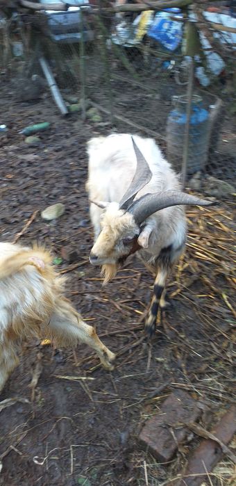 Vând 2 țapi de 2 ani