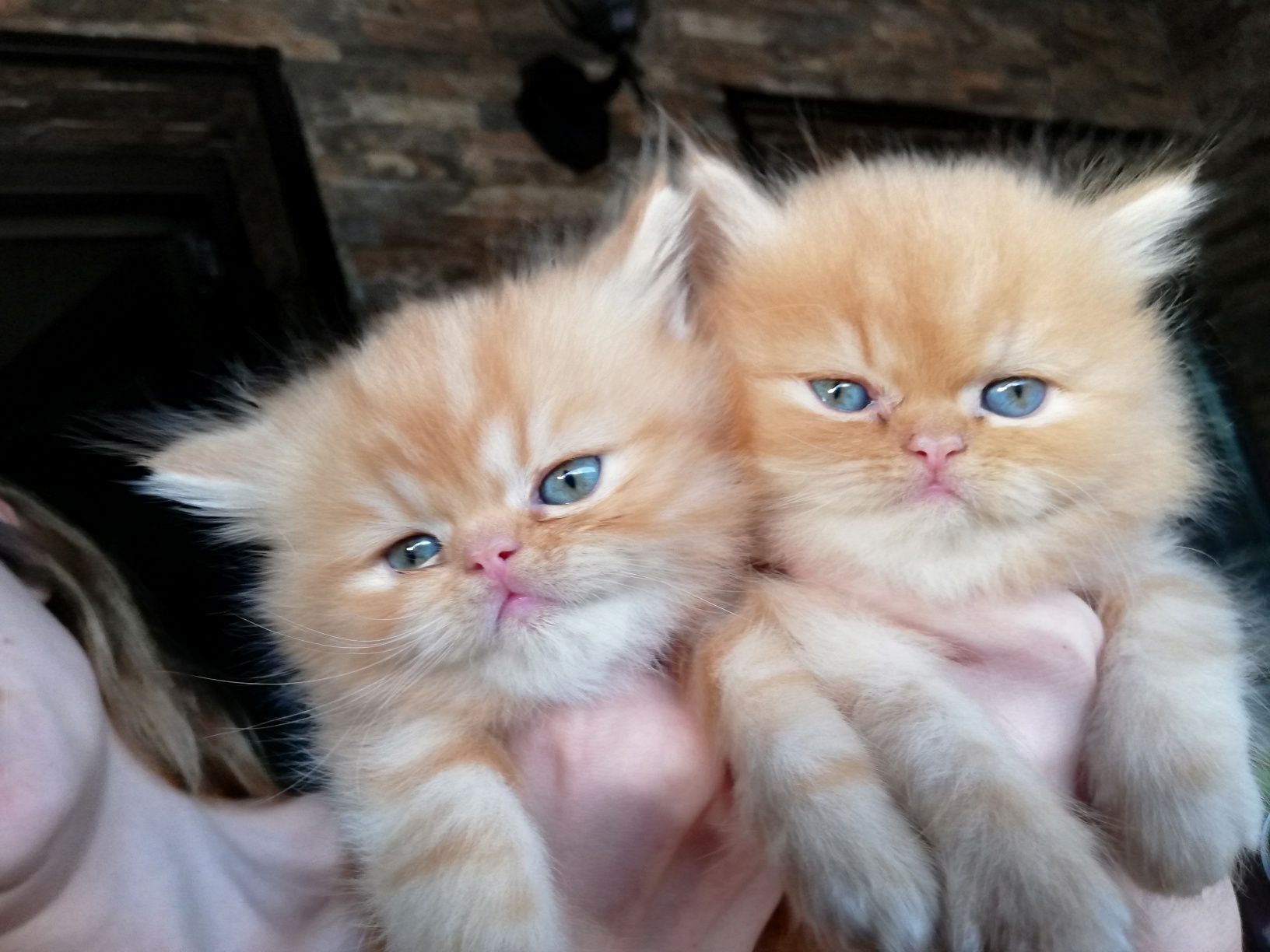 Персийски котенца
