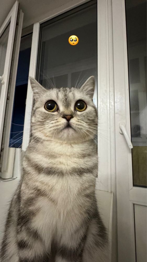 Кошка 2.3 года даром