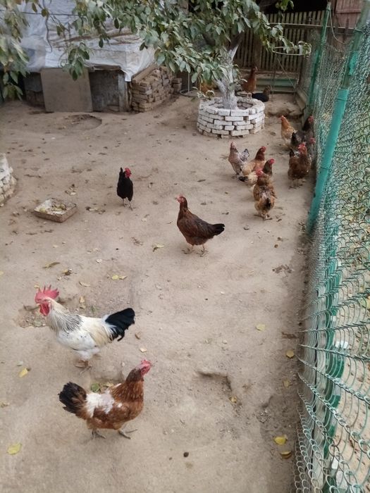 Тауықтар, тауықтар