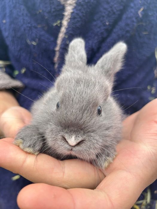 Iepuri frumosi crescuti natural