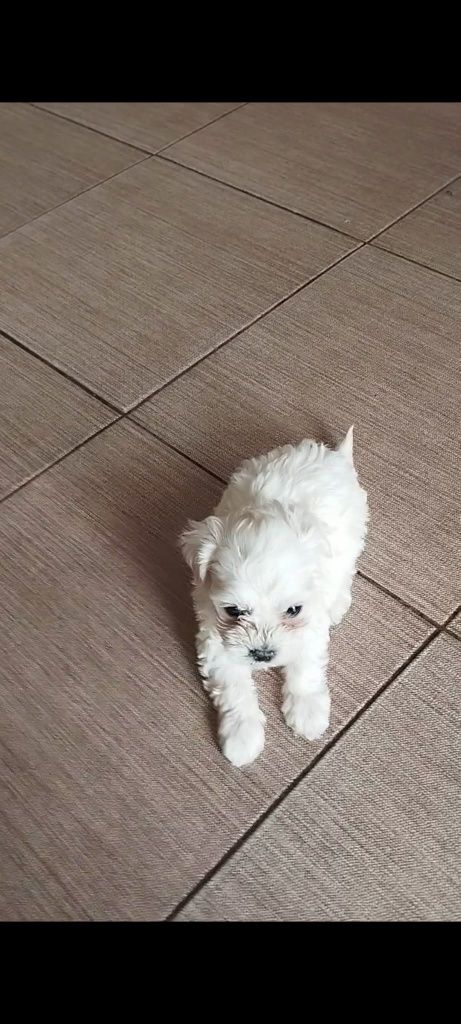 Bichon maltes mini toy