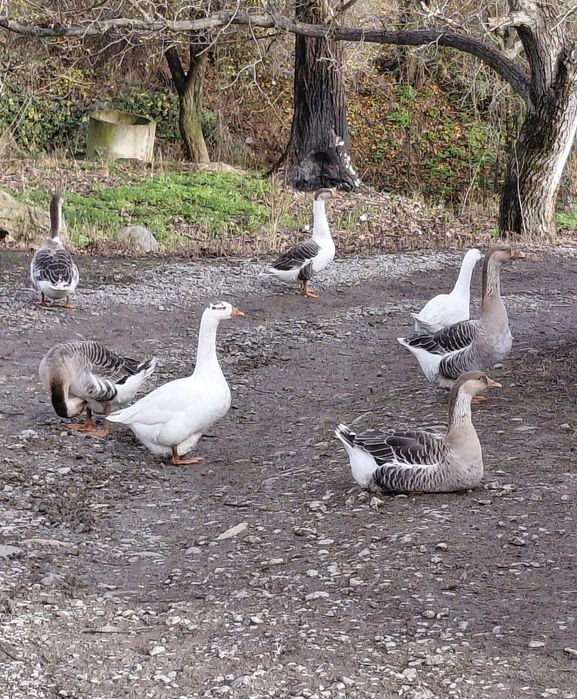 !!!Последни бройки!!! Пуйки Петли Гъски и Патици Само сега