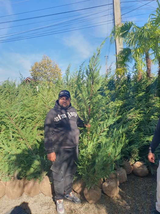 Cupressus leylandii 2.3m - 2.5m, calitate premium la cel mai mic preț!
