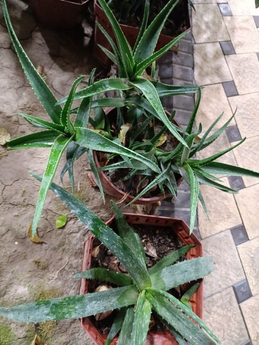 Tuvakda katta gullar donasi 60 mingdan