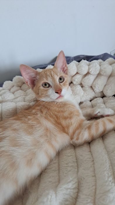 Motan pentru adoptie