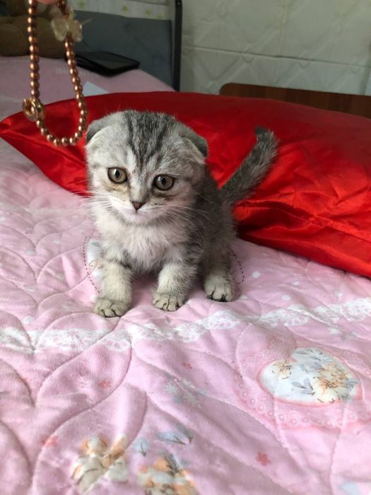 Британский катят 3 мец продаю срочно