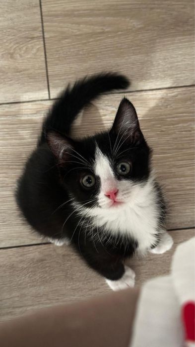 котенок, мальчик.