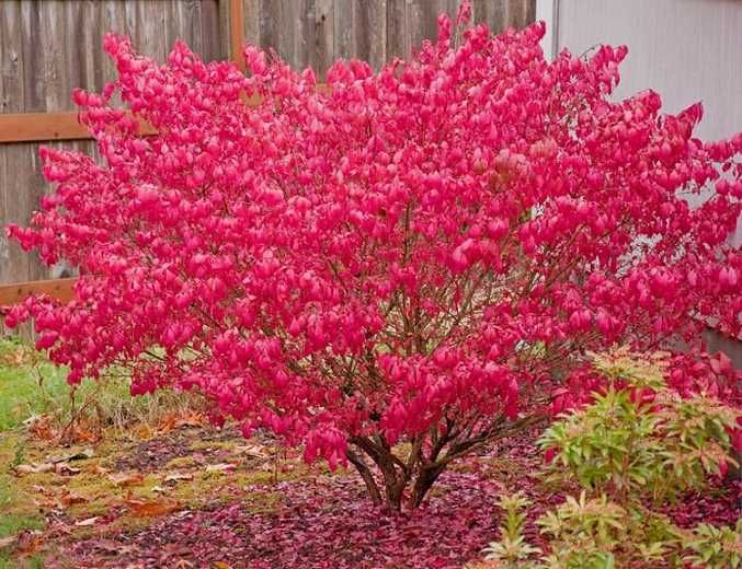 Oгнен храст (Euonymus alatus)