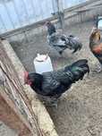 Vand cocosi gaini pui australorp