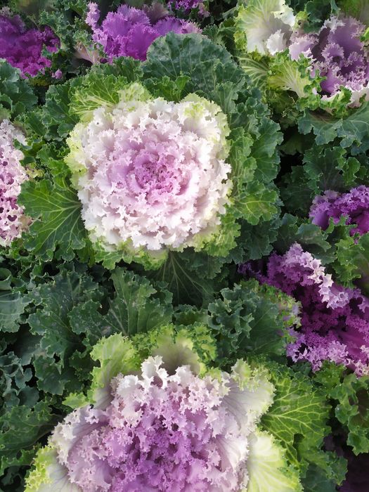 Karomgul mavsumiy gul