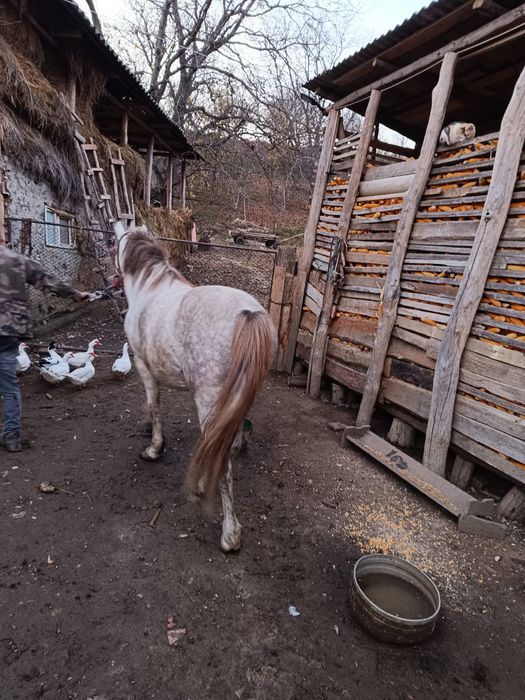 Vind armăsar tinar..
