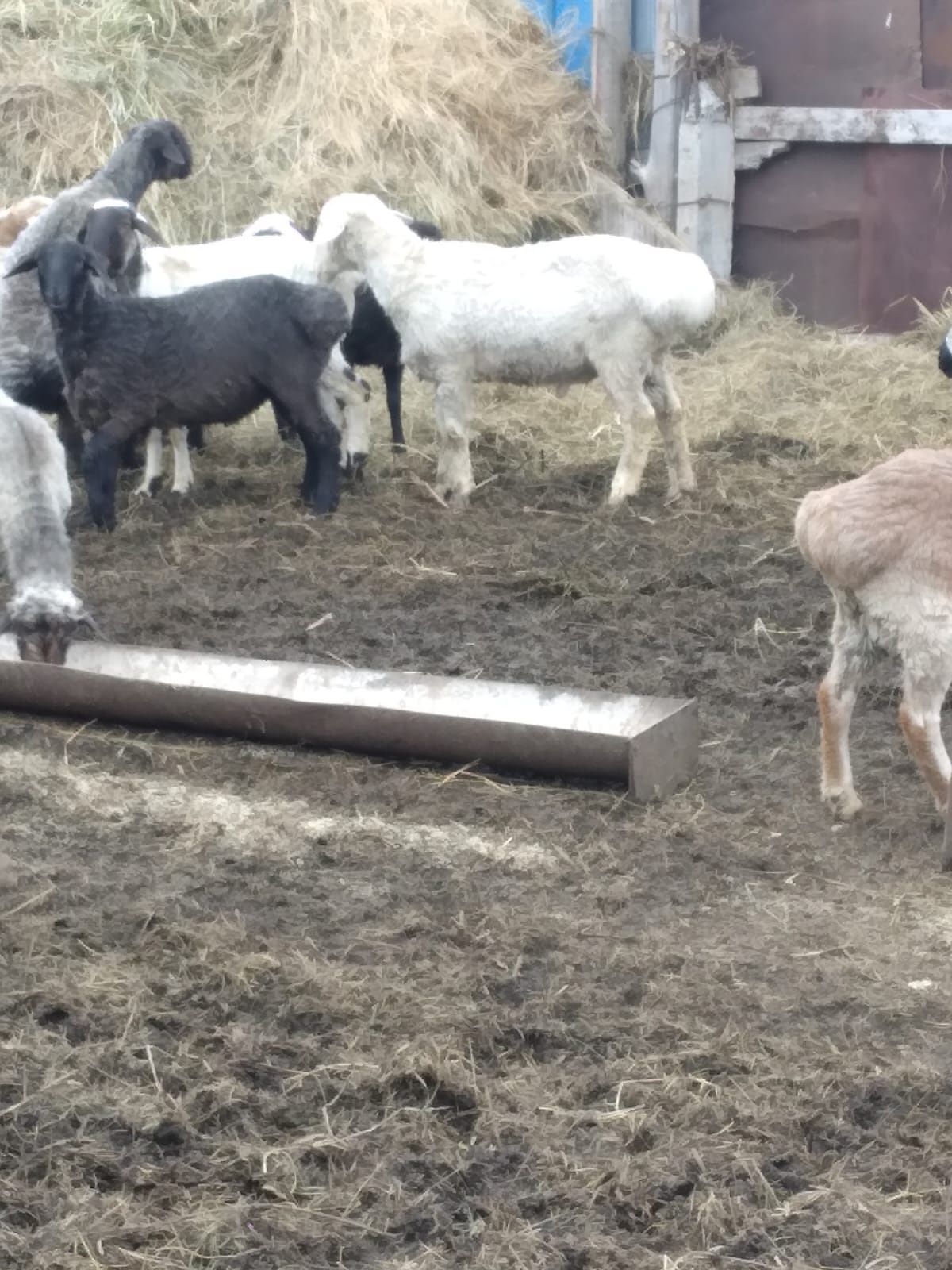 Продам Баран Актогайский район, с. Караоба,