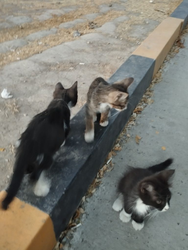 Отдам даром пять котят,самостоятельно кушают,