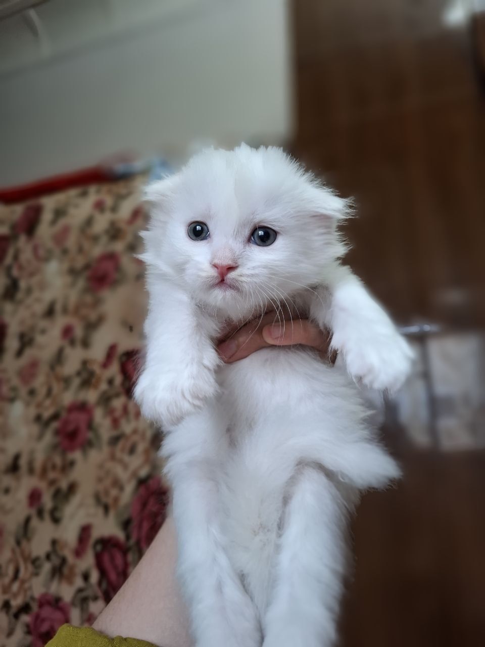 Мушукчалар сотилади