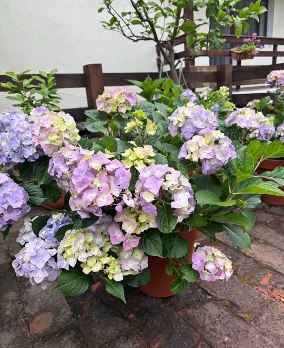 Hortensia macrofila