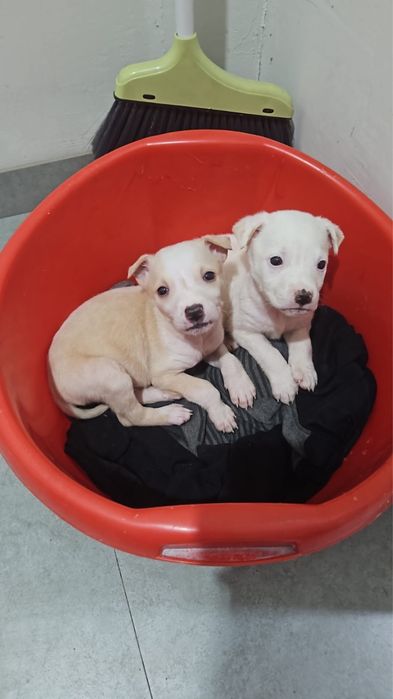 Питбули продам чистокровные бойцовые 1,5 месяца