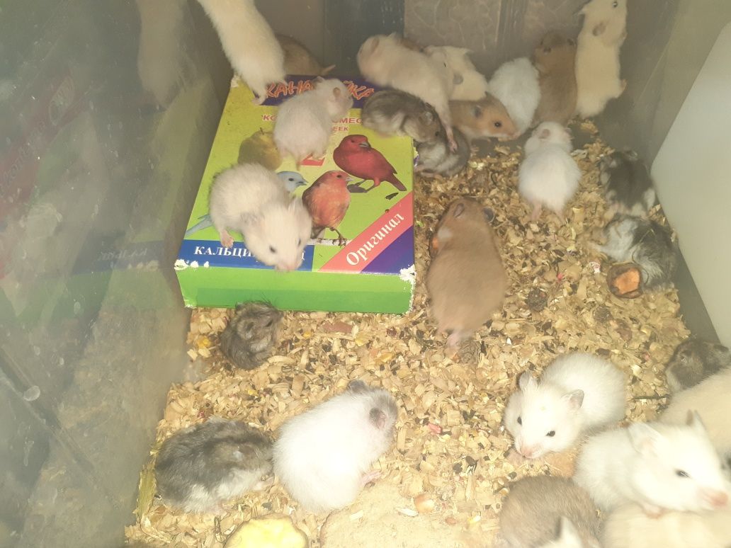 Xamyak qulga urgatilgan