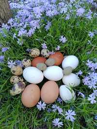 Домашни оплодени яйца