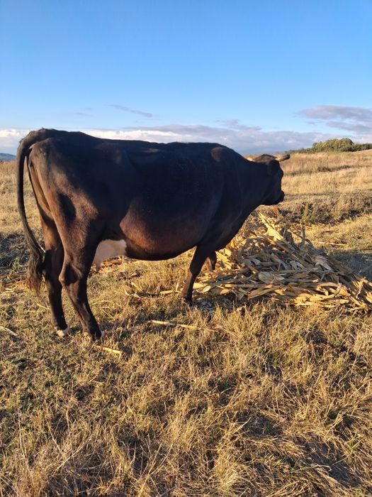 Vând 2 vaci gata de fătare