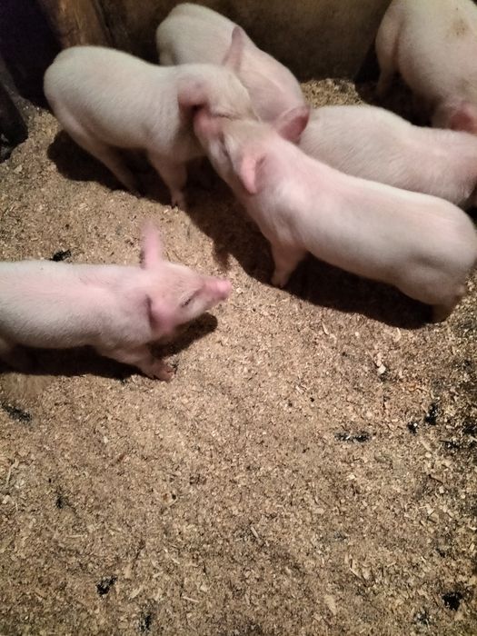 Продаются поросята