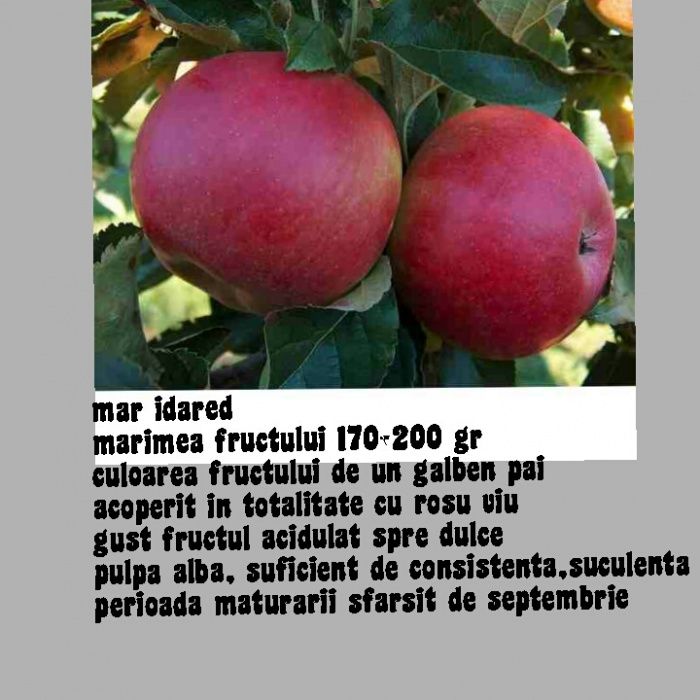 Oferta de toamna 2025  Pomi fructiferi de vanzare