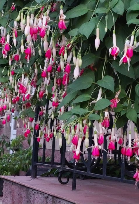 Фуксия ампельная