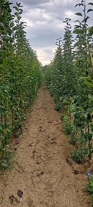 Vand Pomi Fructiferi