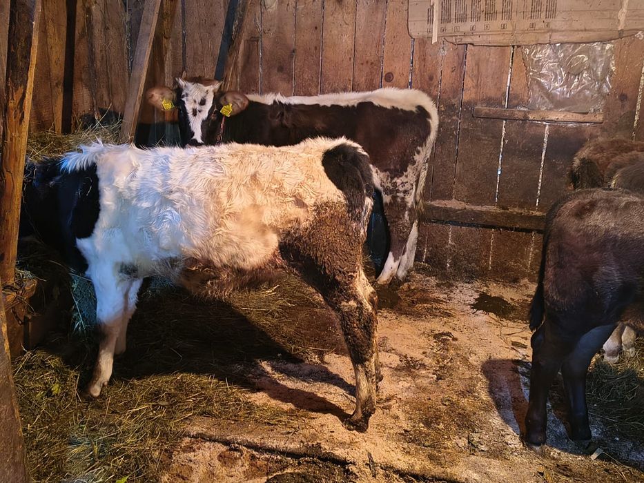 Vițele de vînzare un angus un belgian și bălțate
