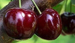 Cires special gisela 6