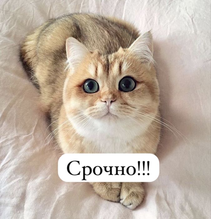 Кот котики очень умные