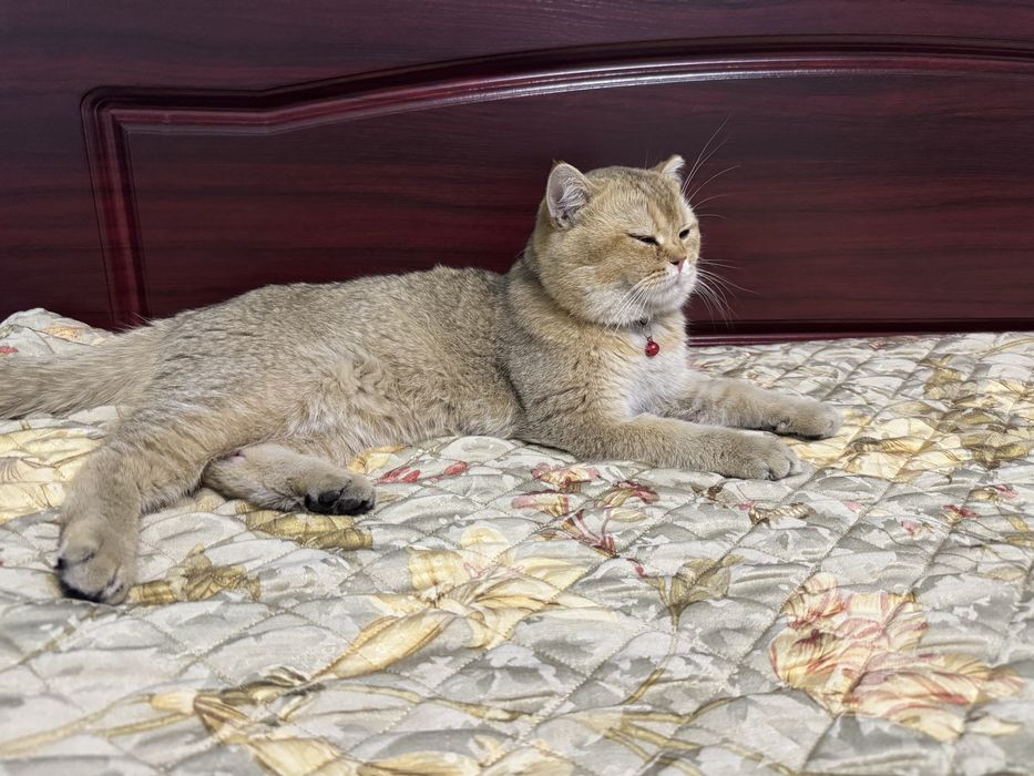 Продаются 4 котенка от породистого кота